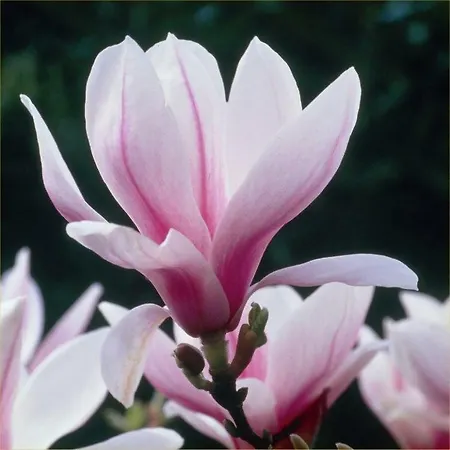 Magnolia דירה